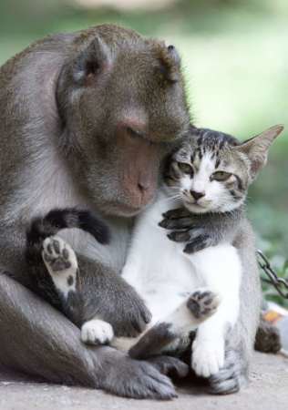 Monkey with cat
