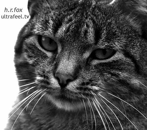 cat-portrait-black-white-ultrafeel