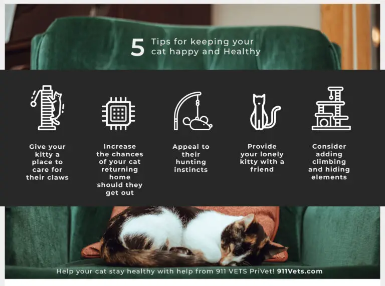 Caring for Your Cat: Essential Tips for Happy and Healthy Feline Companionship