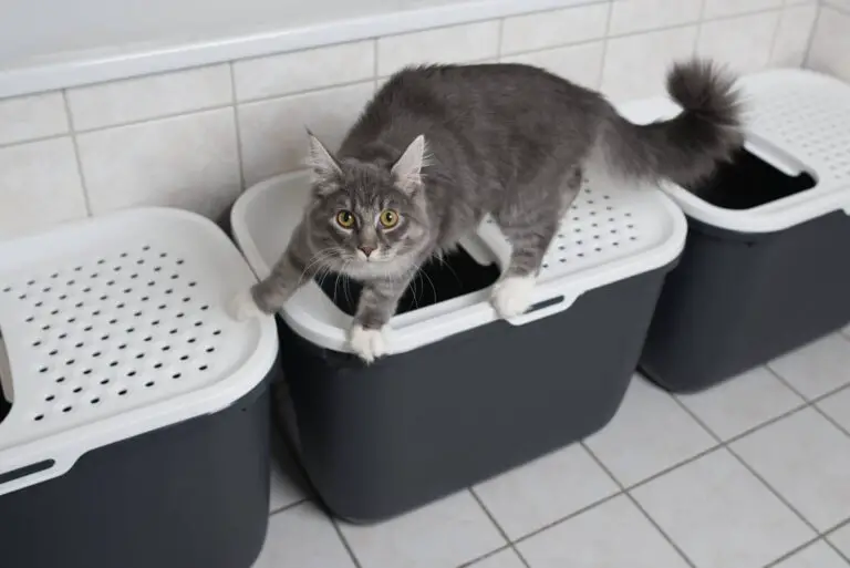 Essential Litter Box Installation and Placement Tips for Happy Cats and Owners