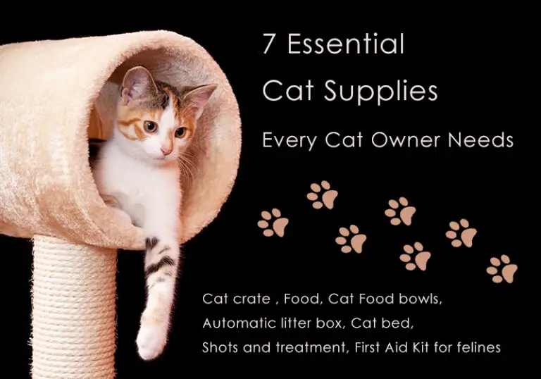 Feline Favorites: Top Cat Essentials Every Cat Owner Should Invest In
