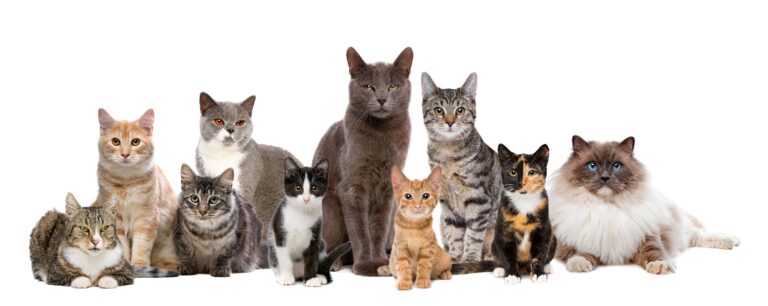 From Tabby to Siamese: Exploring the Diverse World of Cat Breeding and Genetics
