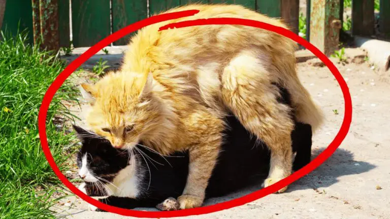 How Cats Make Babies – Everything About Cat Mating