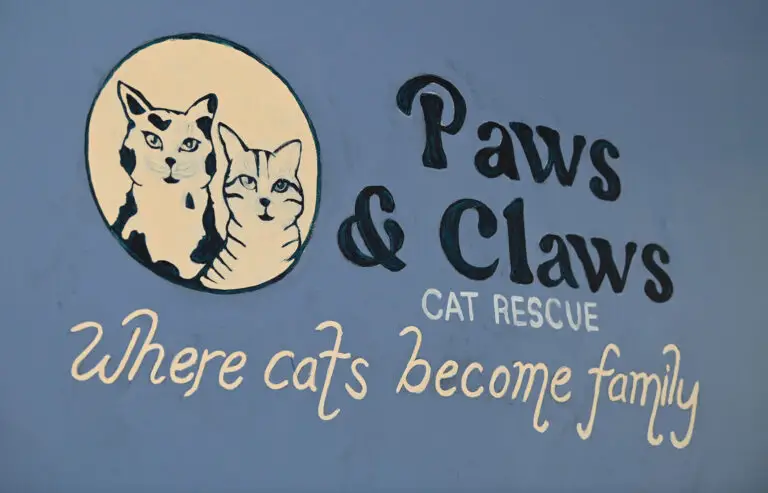 Paws and Claws Legacy: Exploring the World of Cat Breeding Excellence