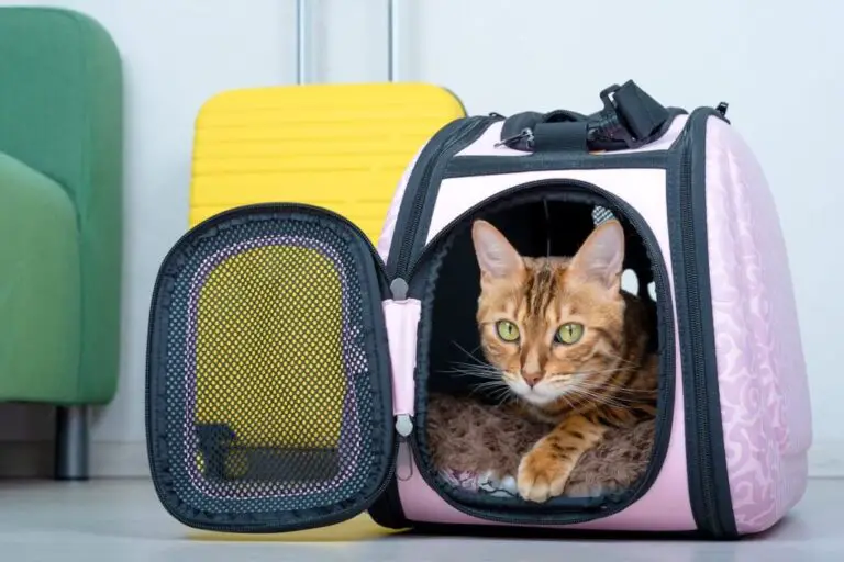 Roaming with Meow: Essential Tips for Stress-Free Cat Travel
